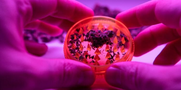 The Leading 4 Video Game Friendly Cannabis Strains