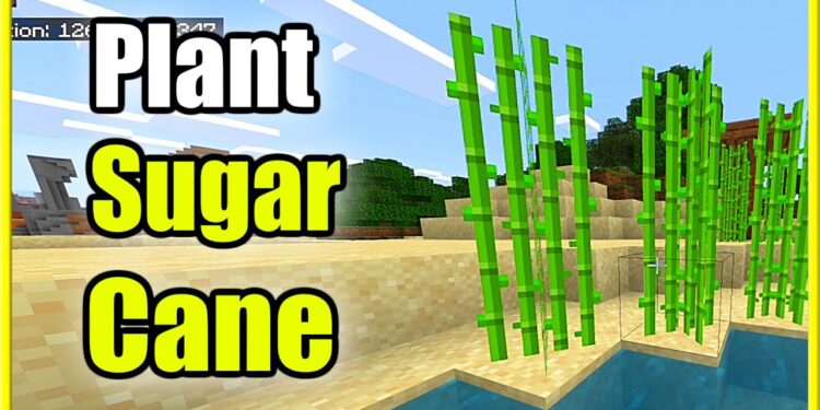 Planting Sugar Cane in Minecraft: A Step-by-Step Guide