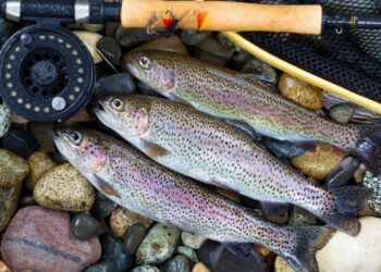 wv daily trout stocking report