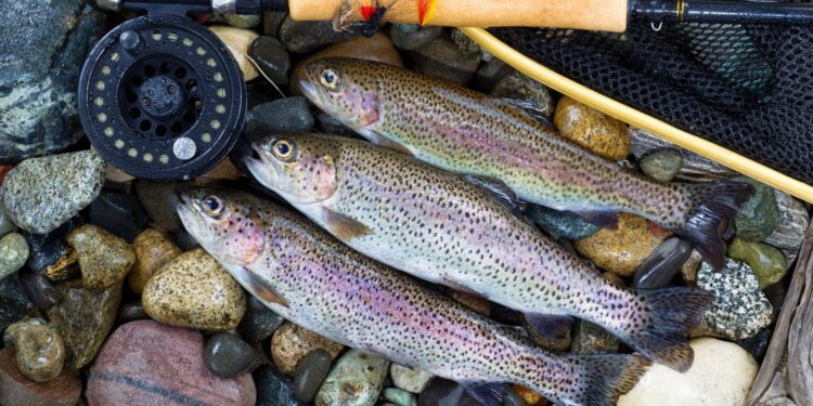 wv daily trout stocking report