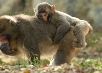 foto monyet boncengan