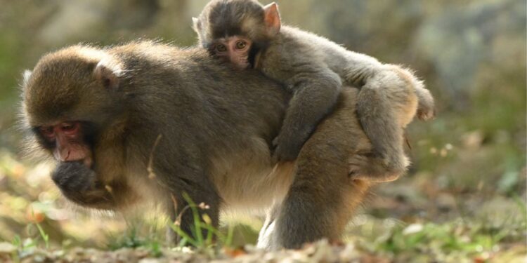 foto monyet boncengan