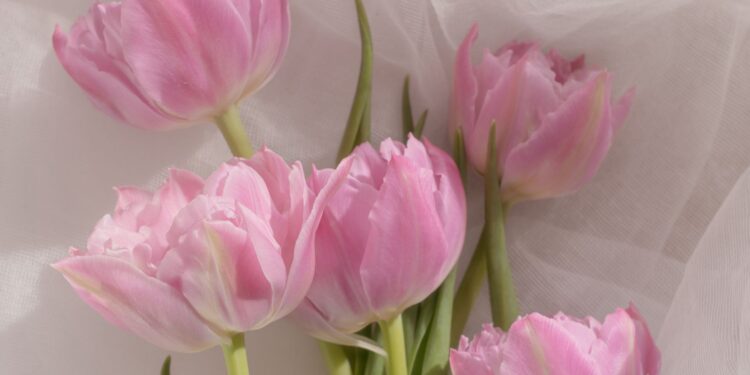 Aesthetic iPad Backgrounds: Elevate Your Device's Visual Appeal 22 Aesthetic iPad Backgrounds