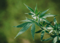 Things To Know Before Choosing A Hybrid Cannabis Product