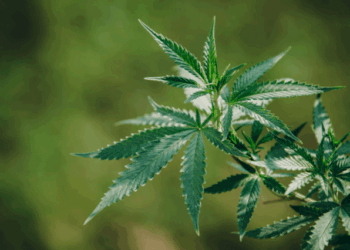 Things To Know Before Choosing A Hybrid Cannabis Product