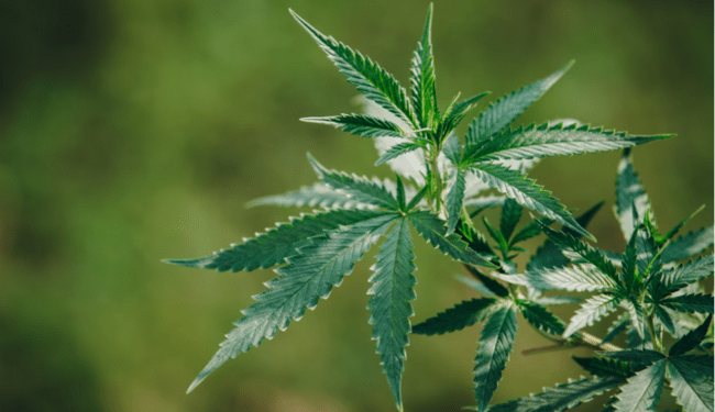 Things To Know Before Choosing A Hybrid Cannabis Product